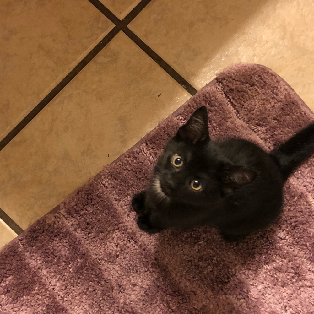 Follow Game - Picture 2 of 6